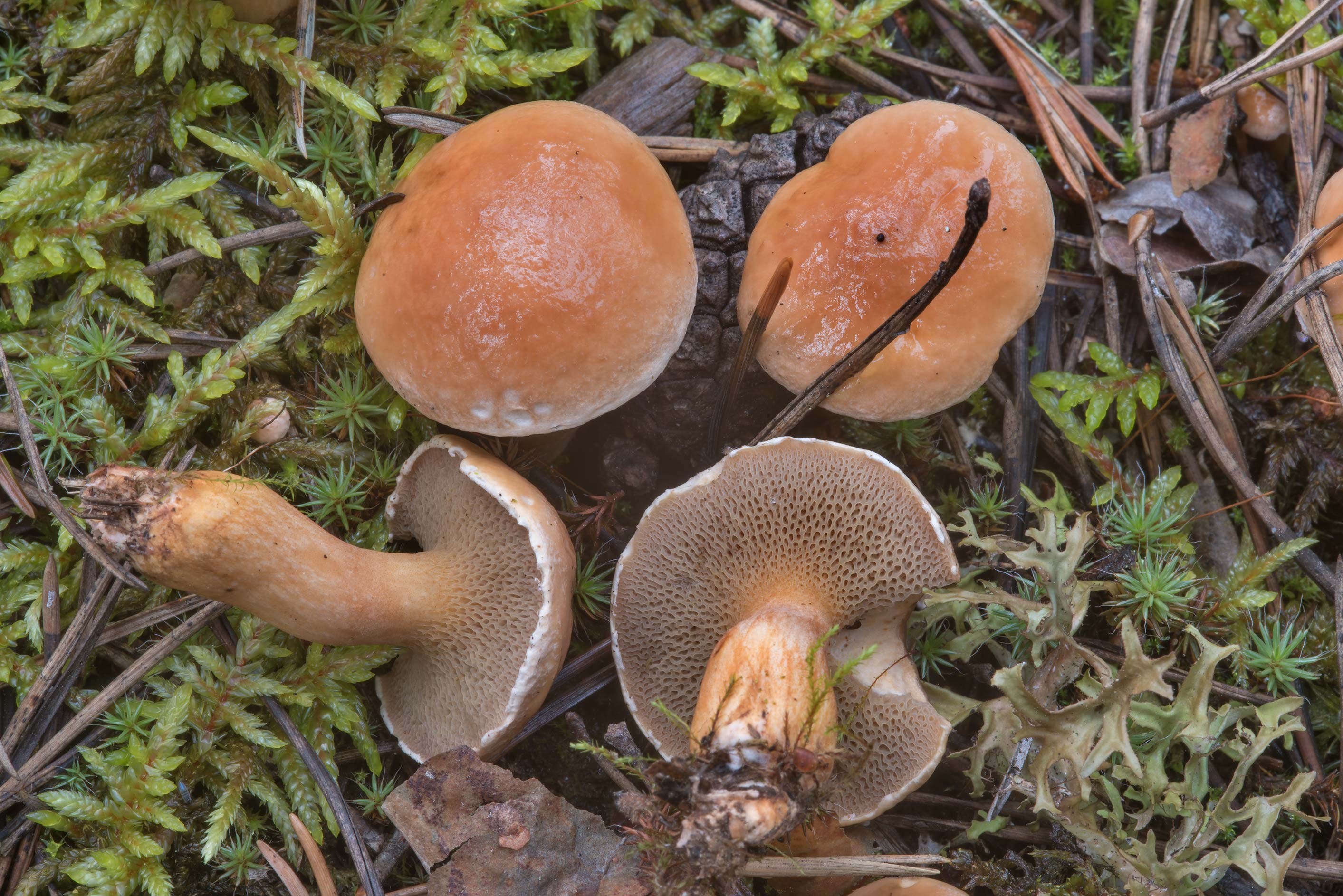 粘团子蘑菇图片 种类图片
